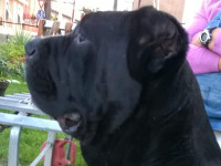 cane corso 